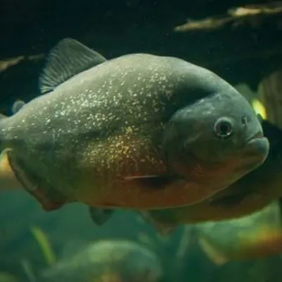 Finde im SEA LIFE Hannover heraus, ob Piranhas ihr schlechtes Image wirklich verdienen