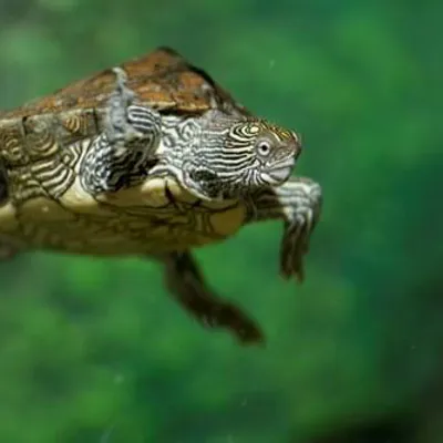 Eine schwimmende Höckerschildkröte des SEA LIFE Hannover
