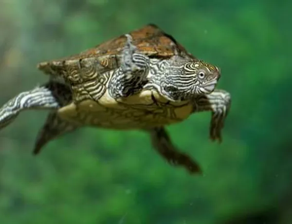 Eine schwimmende Höckerschildkröte des SEA LIFE Hannover