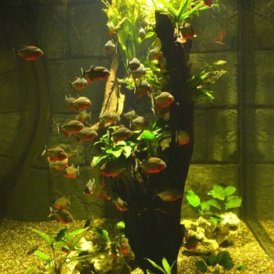 Piranhas at SEA LIFE Hannover