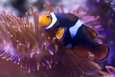 Clownfisch mit Anemone im SEA LIFE Hannover