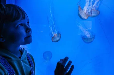 SEA LIFE Hannover Qualle 2 Min