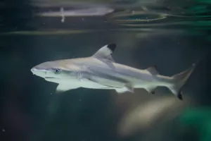 Mustaevähai Sea Life