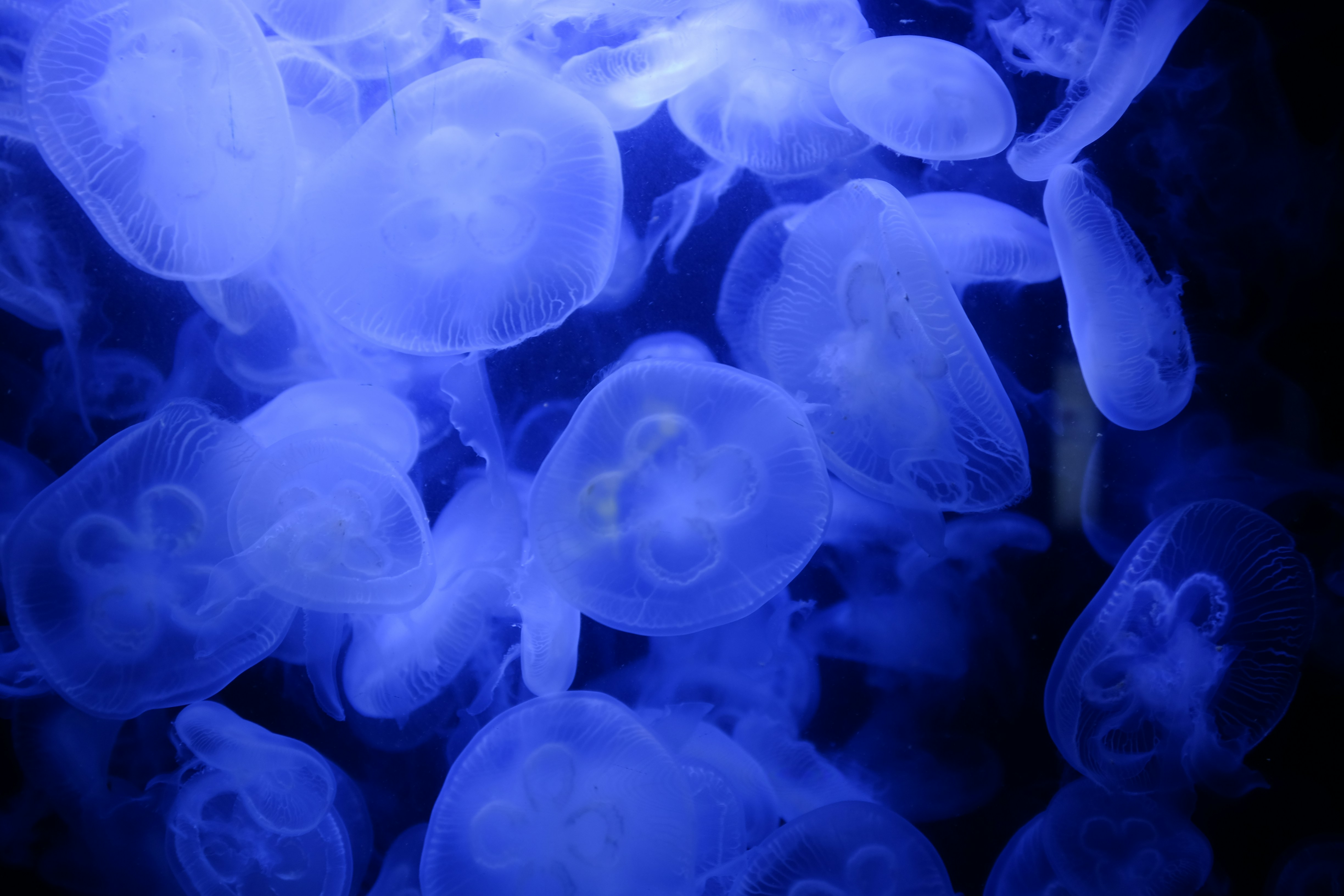 Jellyfish 11