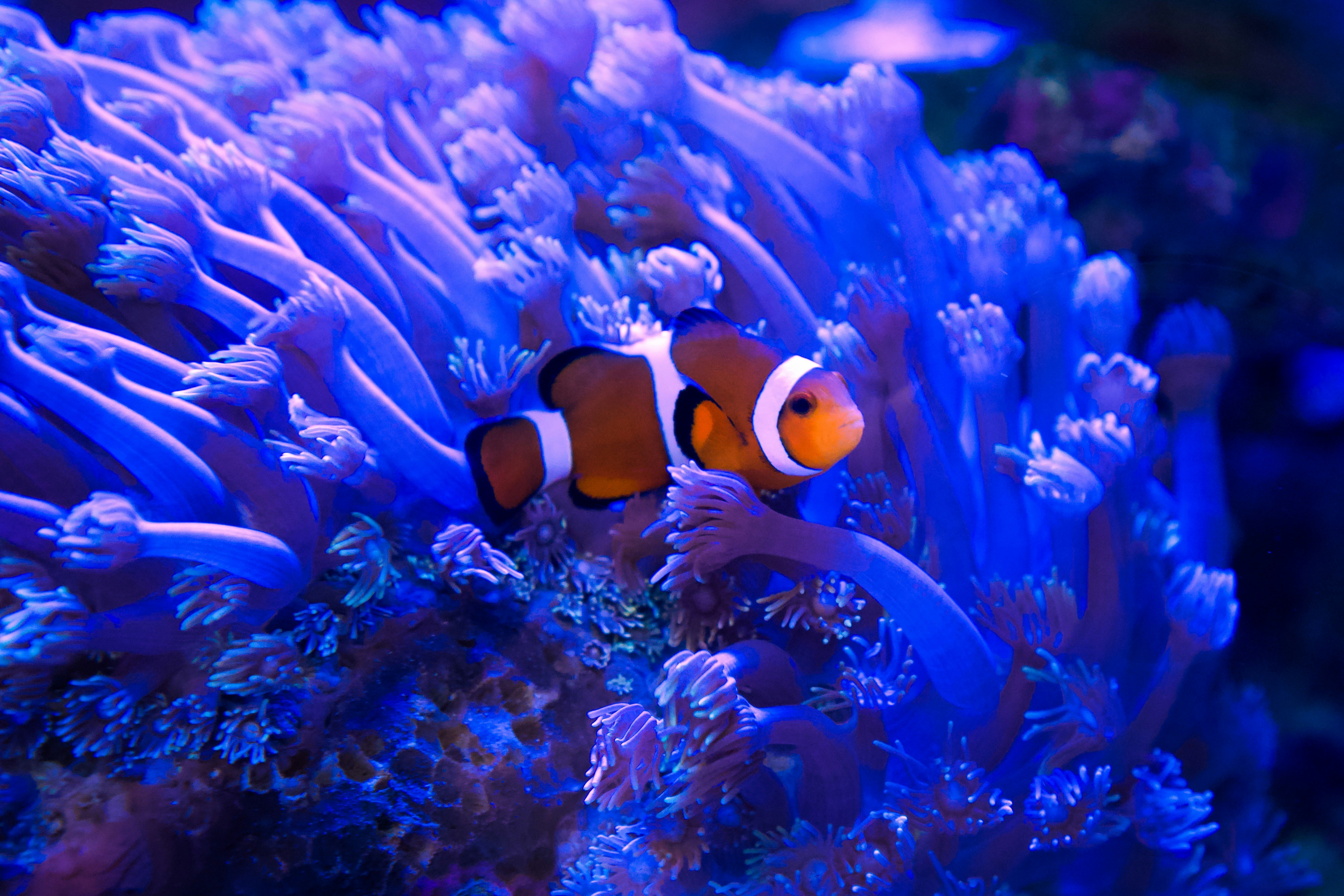 Glowdark Clownfish