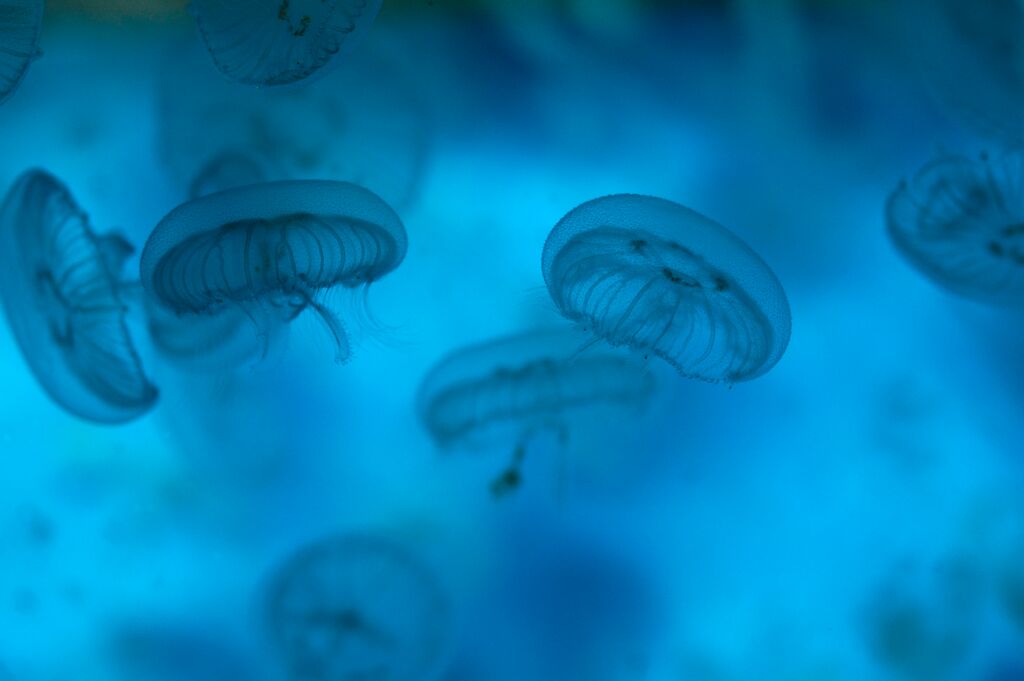 Medium 8796 Moon Jellyfish Aurelia Aurita