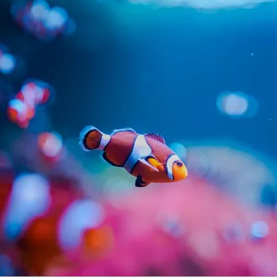 Clownfish Pink