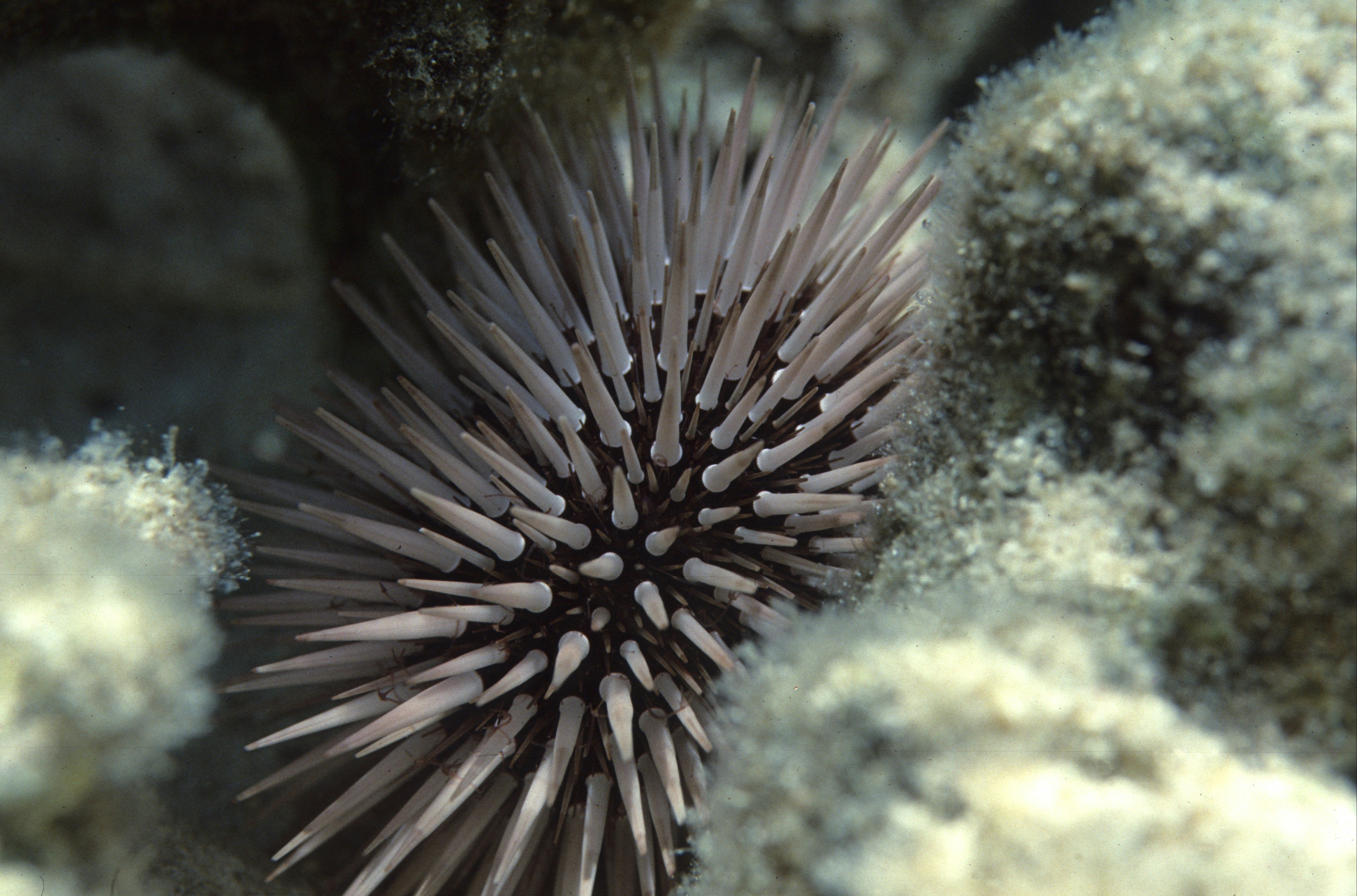 Merisiili Sea Urchin