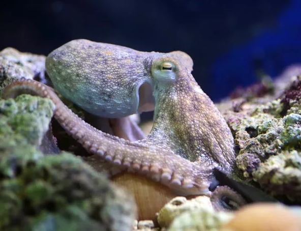 Octopus (1)