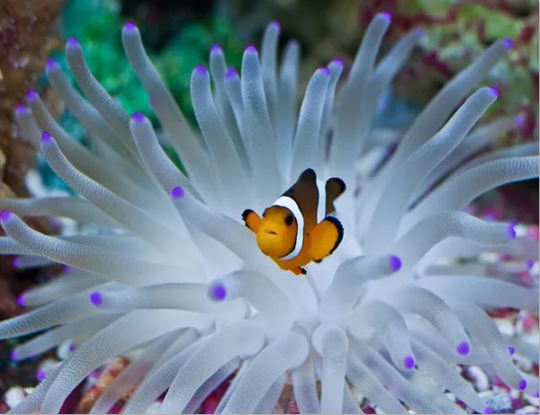Clownfish Light