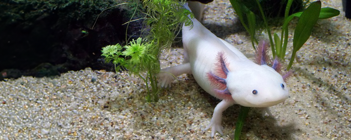 Axolotl 1440X576 Big (1)