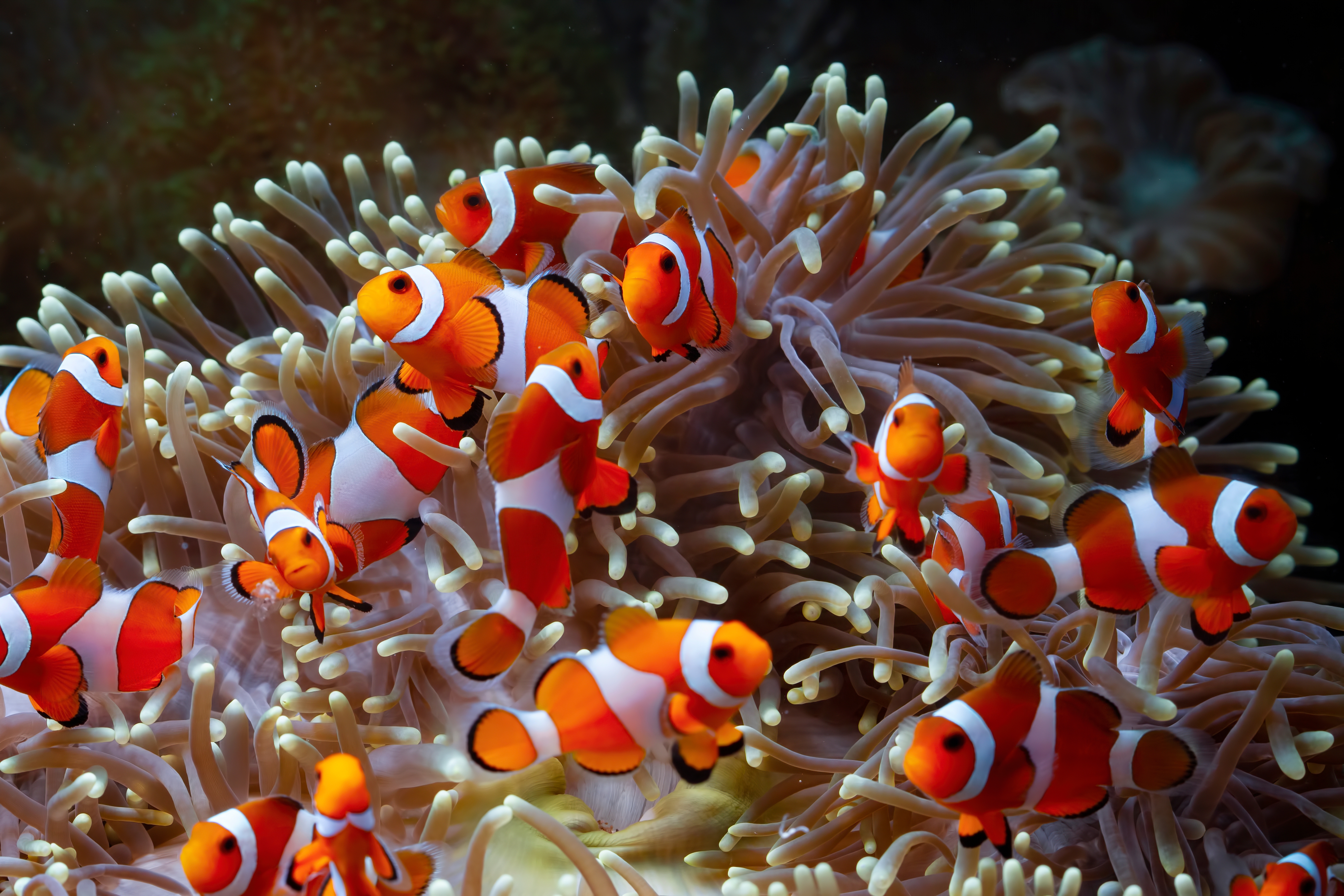 Clown Fishes