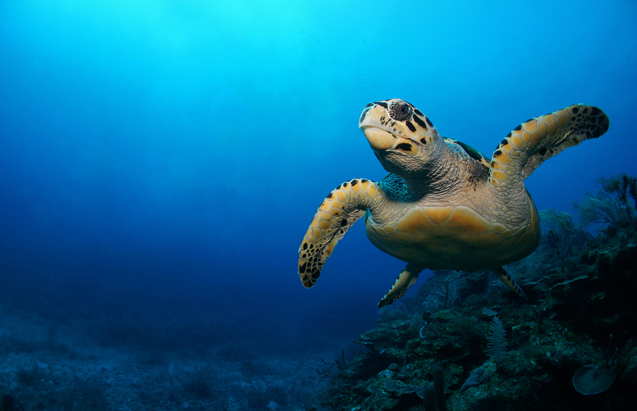 Turtle SEA LIFE