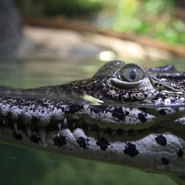 Close Up Crocodile