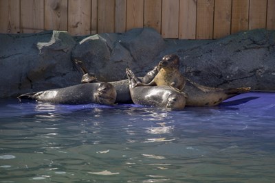 Seal Basking