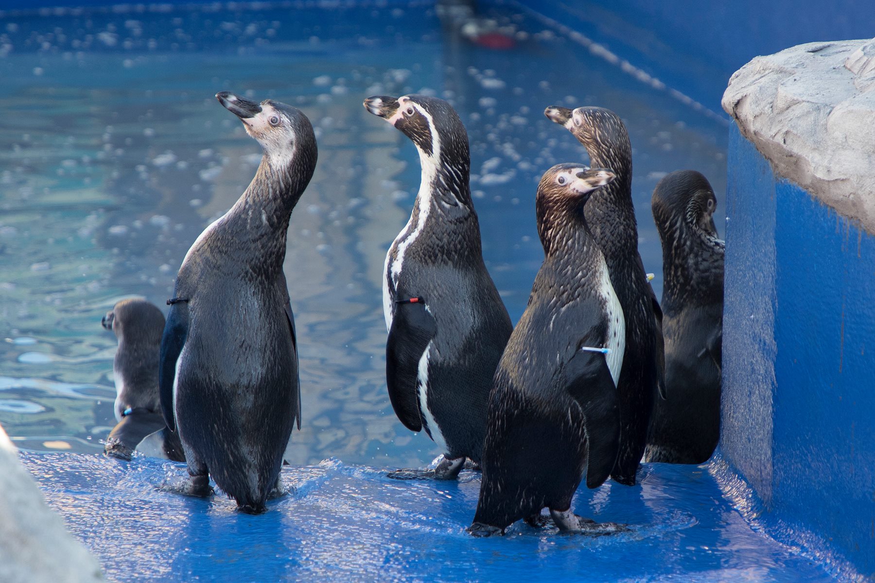 Penguins at SEA LIFE Hunstanton