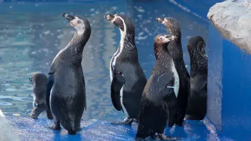 Penguins at SEA LIFE Hunstanton