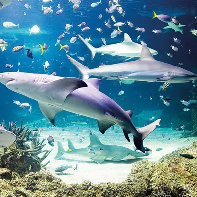Shark and Turtle Feed