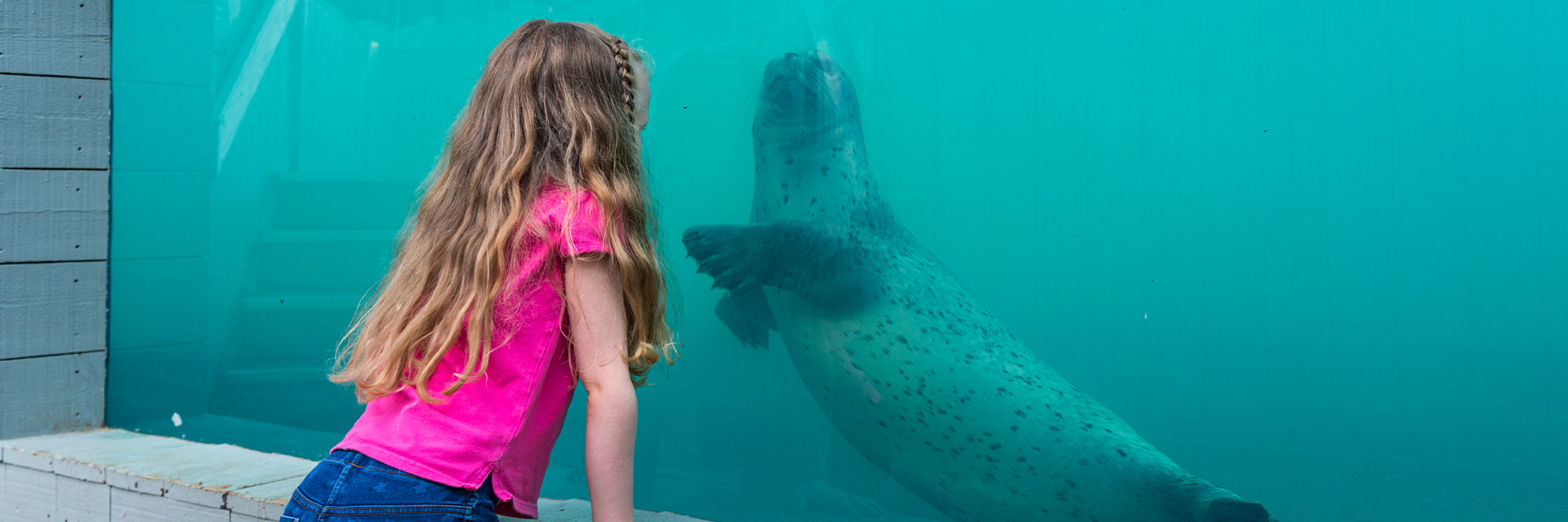 Seals at SEA LIFE Hunstanton Aquarium
