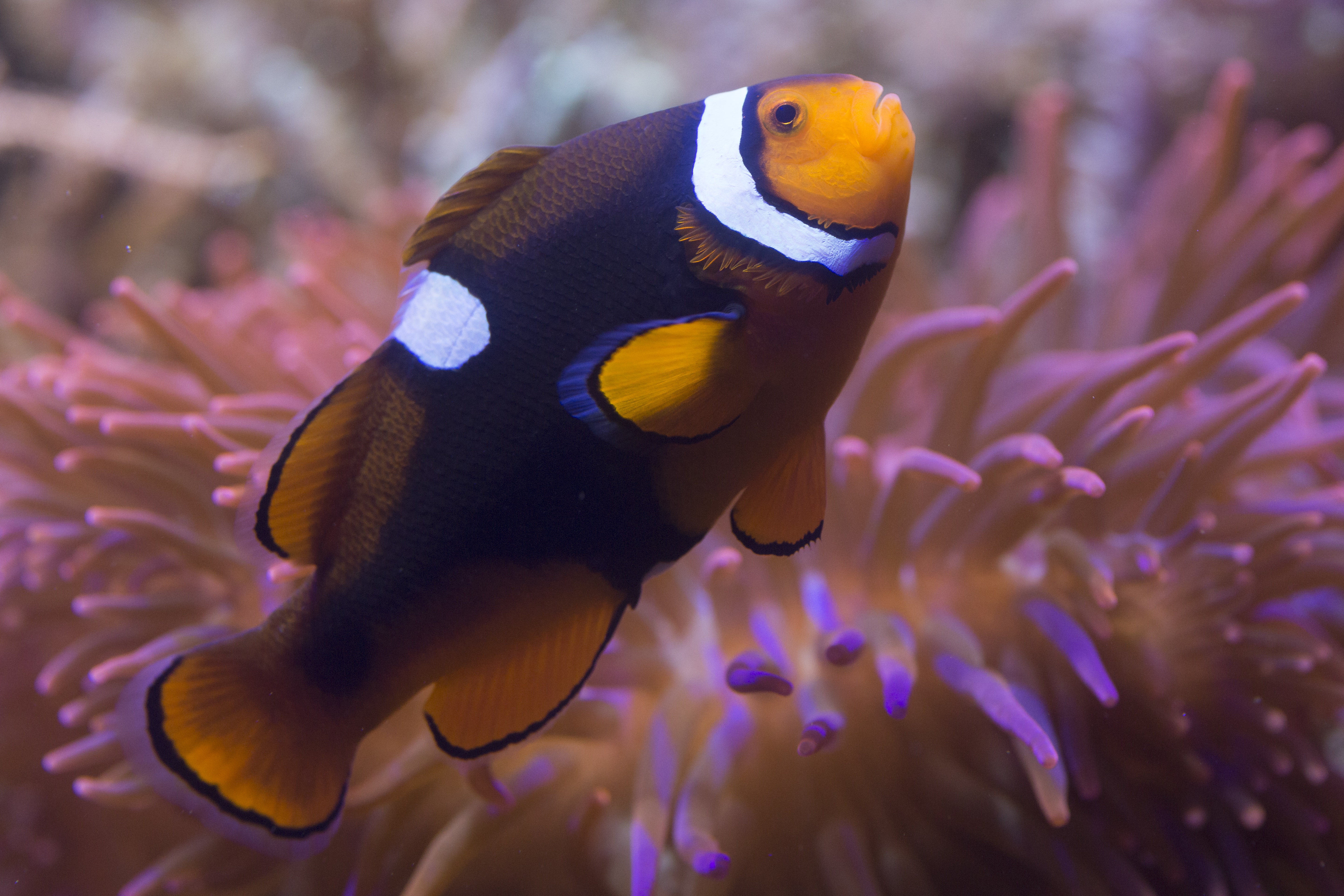 Clownfish (2)