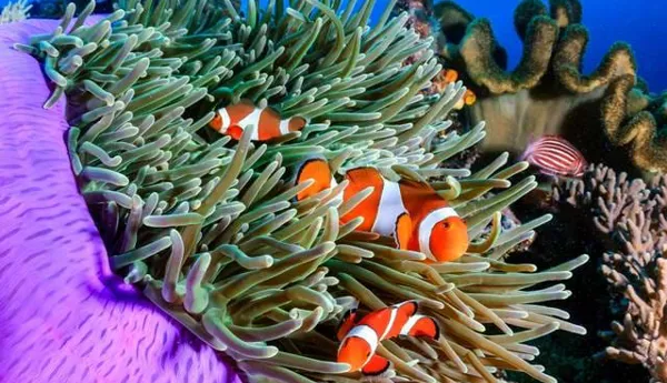Clownfish in coral reefs