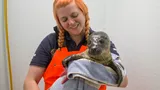 Rescued Seal Pup SEA LIFE Hunstanton