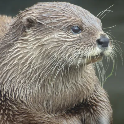 Otter Close Up
