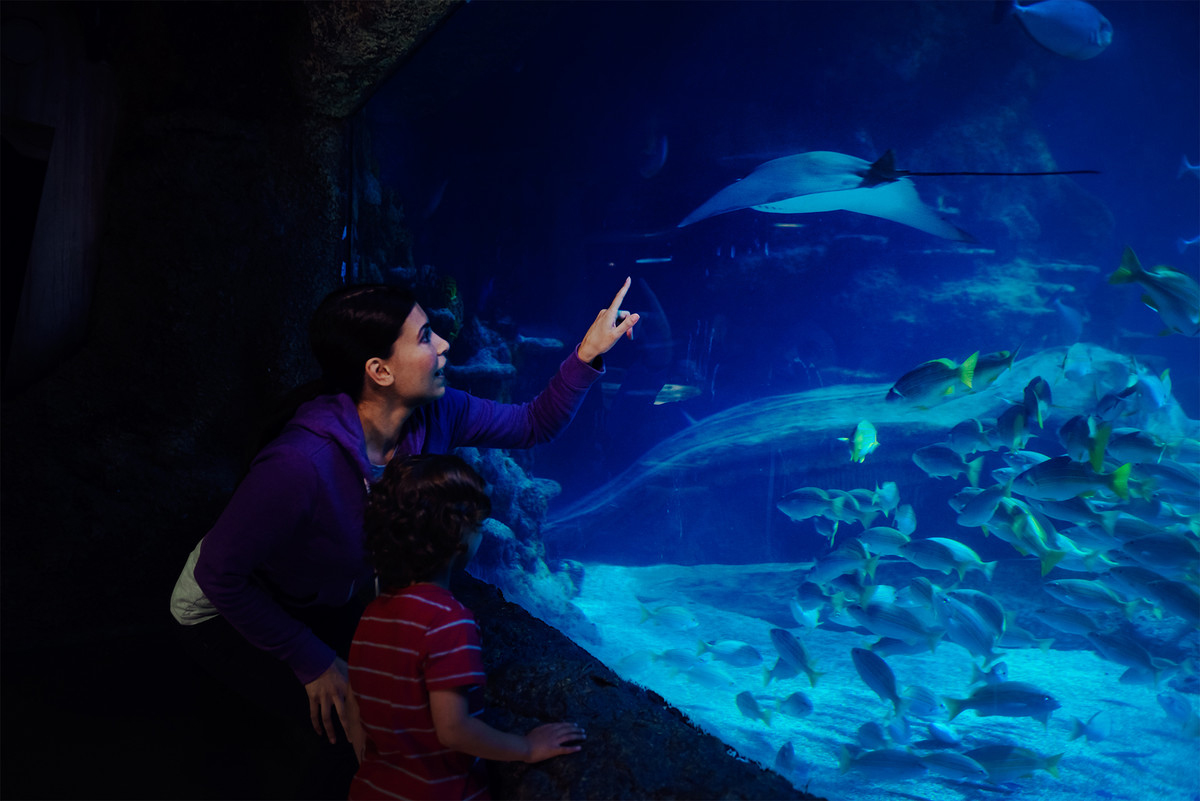 Ocean tank aquarium