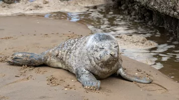 A rescued seal named Blue on the beach where she was found and taken to SEA LIFE Hunstanton Seal Rescue Hospital