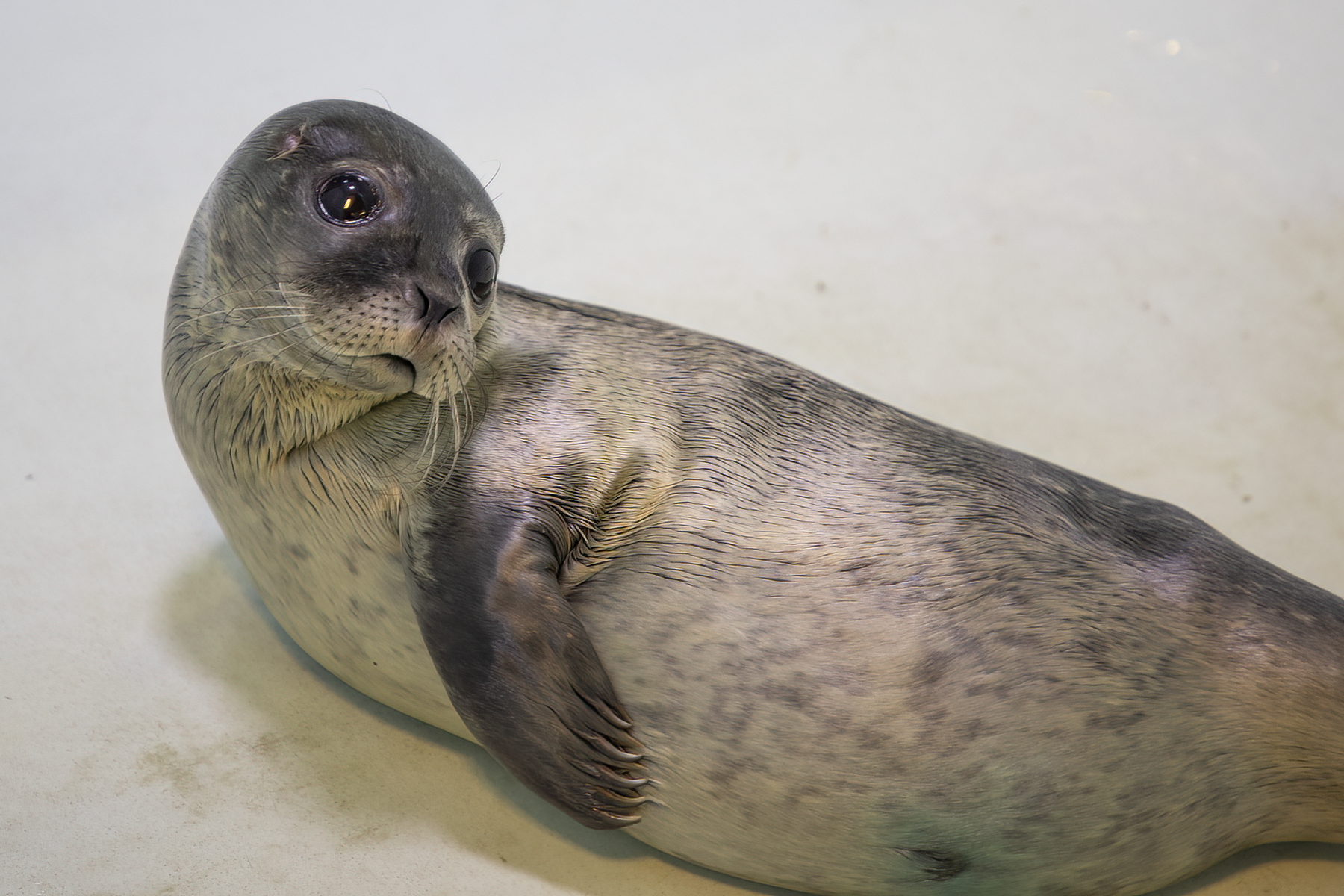 Rescued seal rehabilitating at SEA LIFE Hunstanton Rescue Hospital