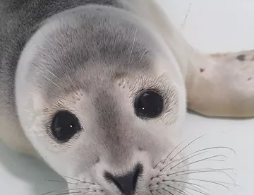 Seal pup rescued at SEA LIFE Hunstanton