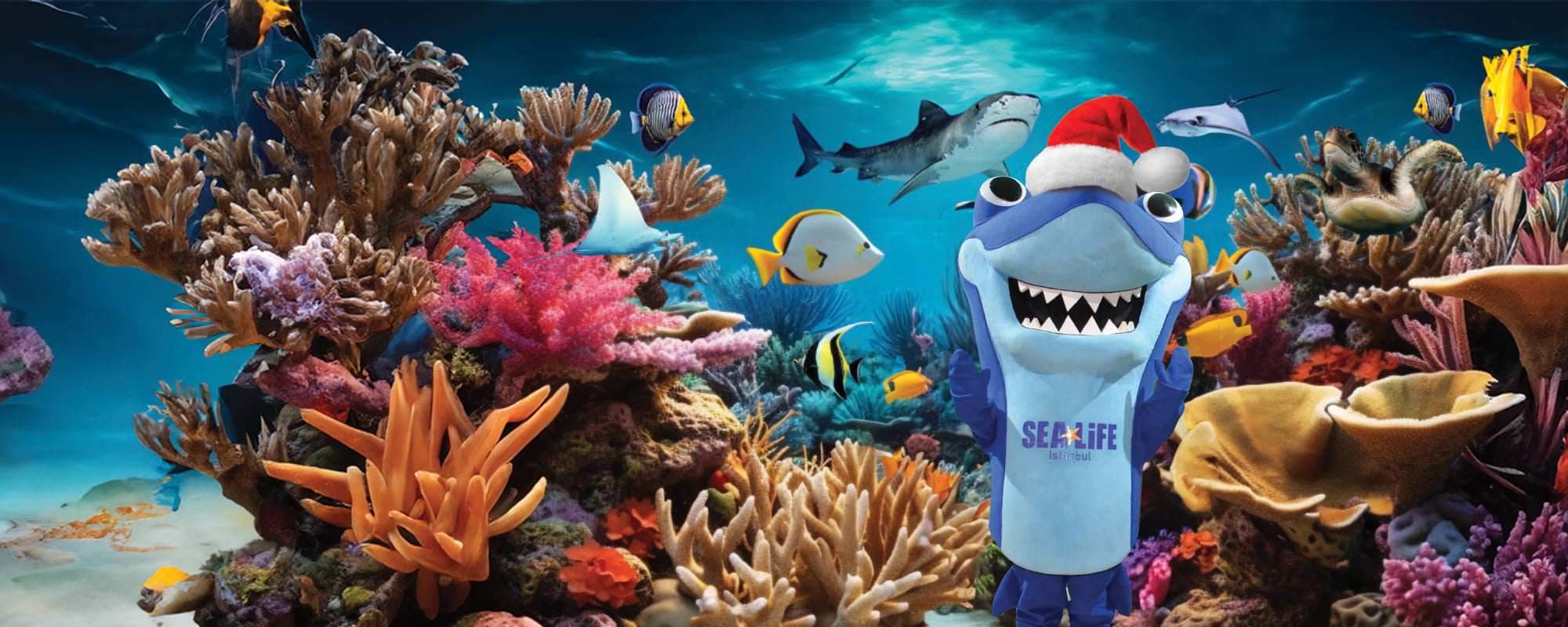 Sharky Web Banner 2000X800px