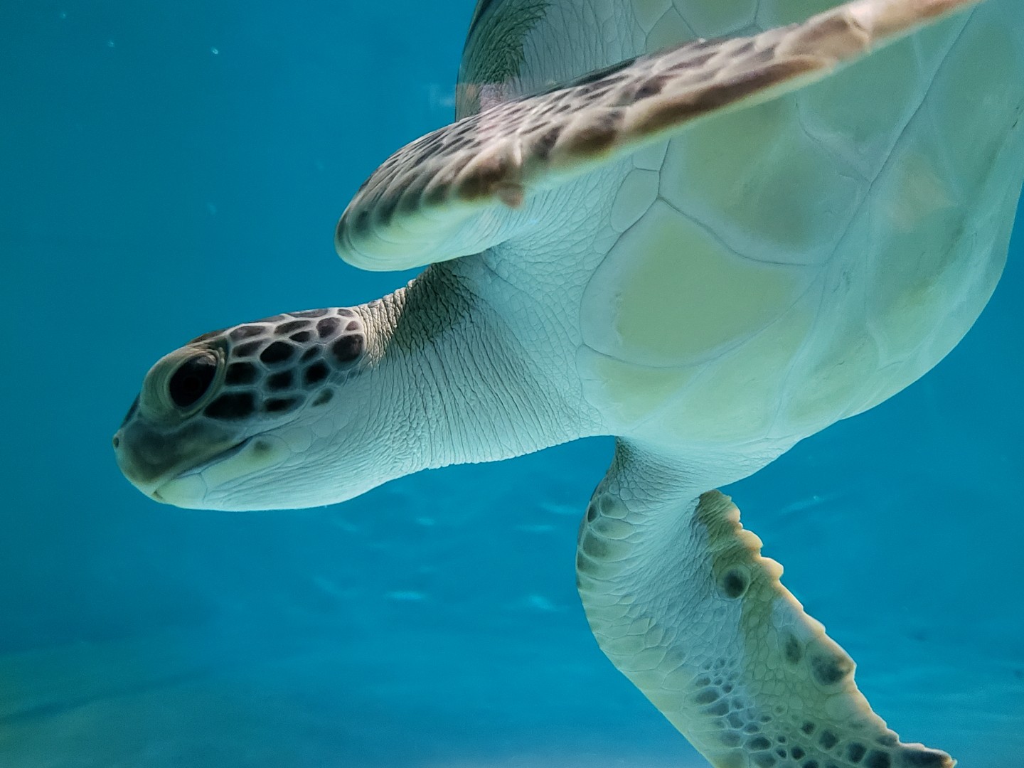 Lou the Sea Turtle | SEA LIFE Kansas City Aquarium