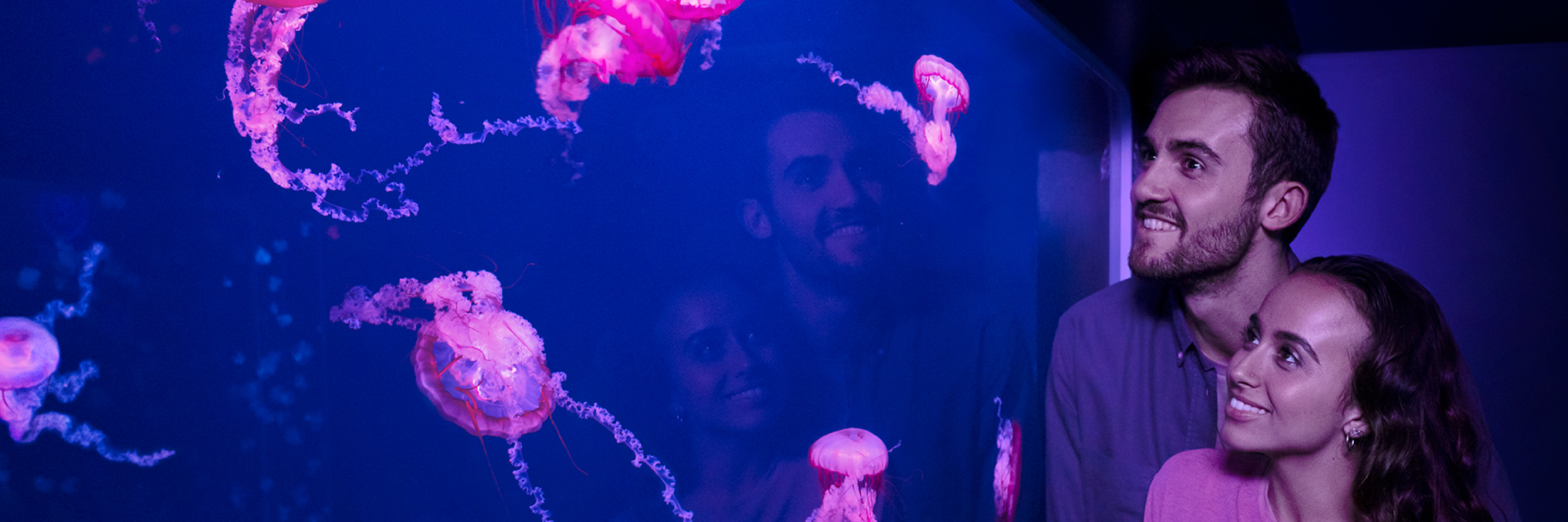Jellyfish Couple Front Facing 3000X1000 | SEA LIFE Aquarium