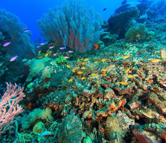 Sea Life Aquarium Coral Header | SEA LIFE Aquarium