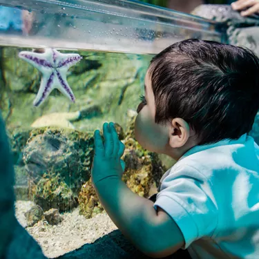 Sealife Schools Seastar Youngboy | SEA LIFE Aquarium