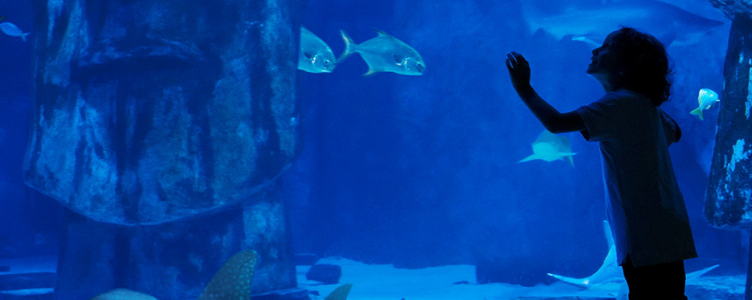 Large Fish Tank 5 2 | SEA LIFE Aquarium