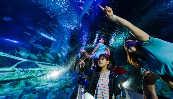 Circle Swarm | SEA LIFE Aquarium