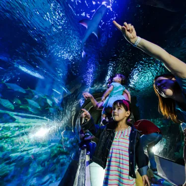 Sealife Schools Programs Educationtalks | SEA LIFE Aquarium