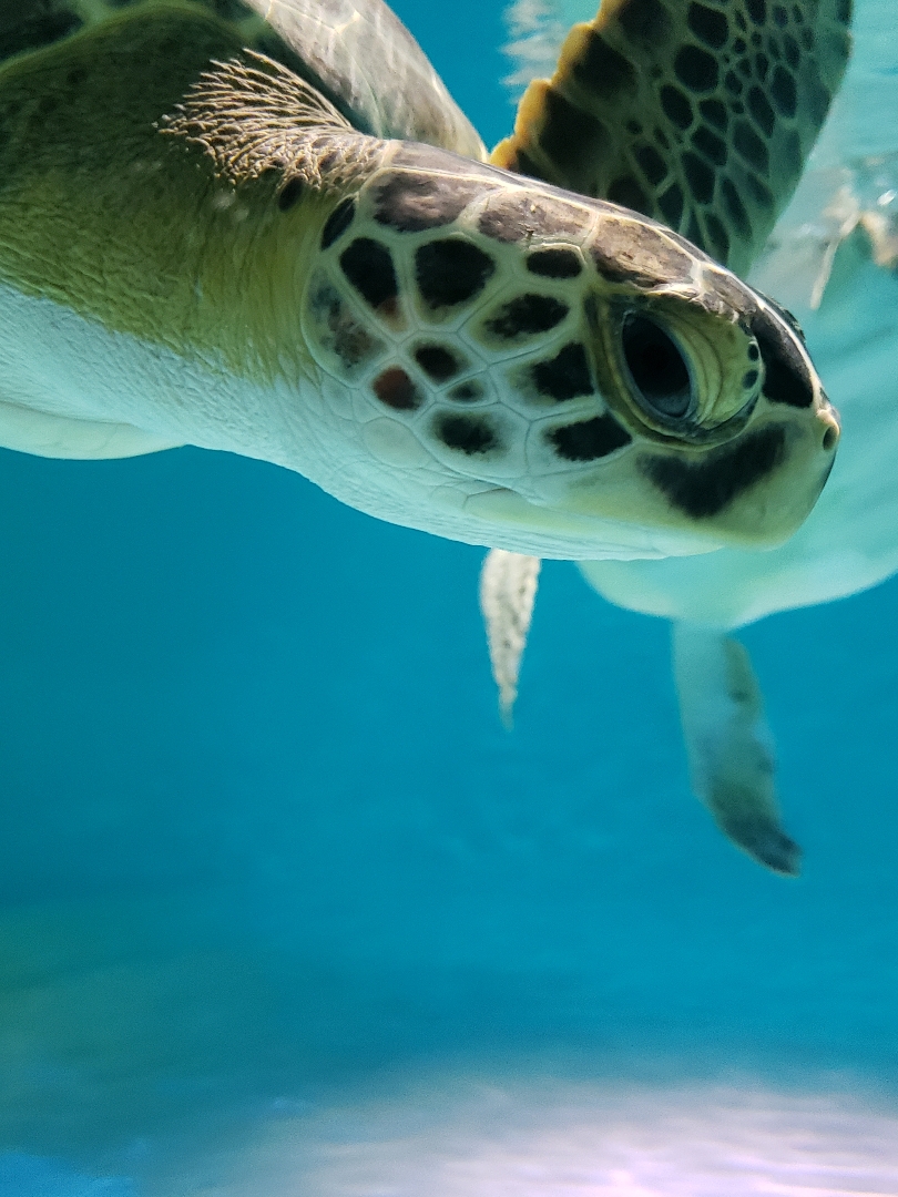 Shawny the Sea Turtle | SEA LIFE Kansas City Aquarium