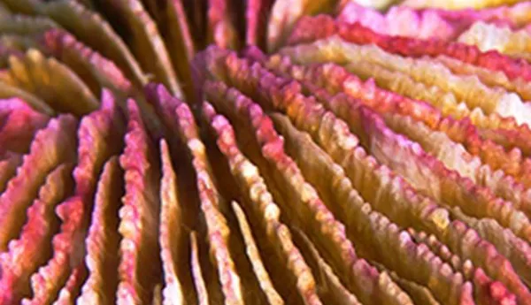 Circle Coral | SEA LIFE Michigan Aquarium