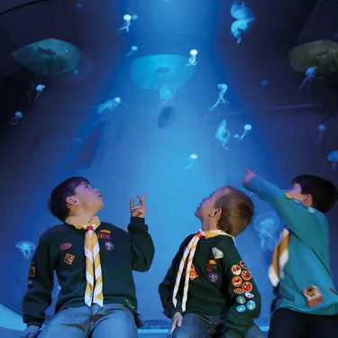 Sealife Groups Boyscouts | SEA LIFE Aquarium