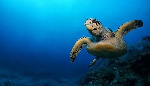Turtle | SEA LIFE Aquarium