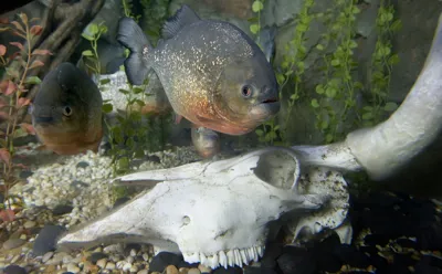 SEA LIFE Konstanz Piranhas Mit Ihren Funkelnden Schuppen