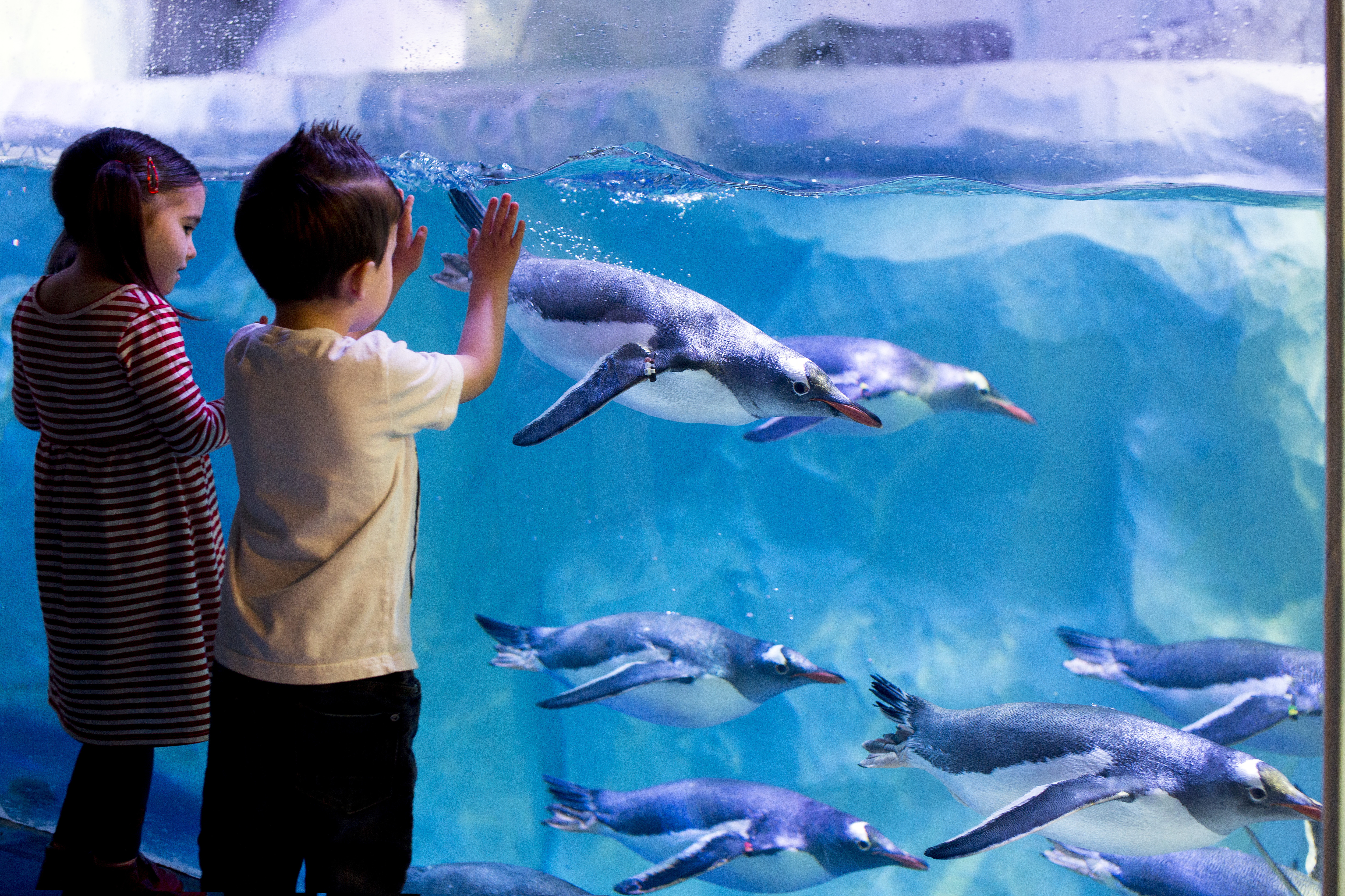 SEA LIFE Konstanz Kinder Im Pinguine Bereich