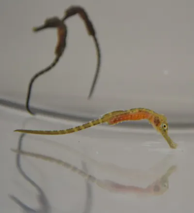 Seepferdchen Nachwuchs Im SEA LIFE Konstanz