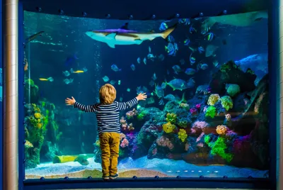 Sea Life Panorama