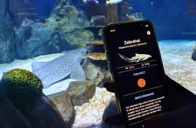 SEA LIFE Konstanz Zebrahai Leo In Der Seascan App