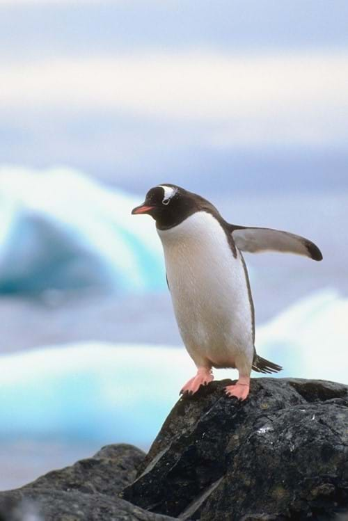 Gentoo2