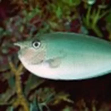 Masken-Nasendoktorfisch (Naso brevirostris)